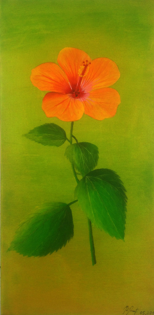 Hibiskus