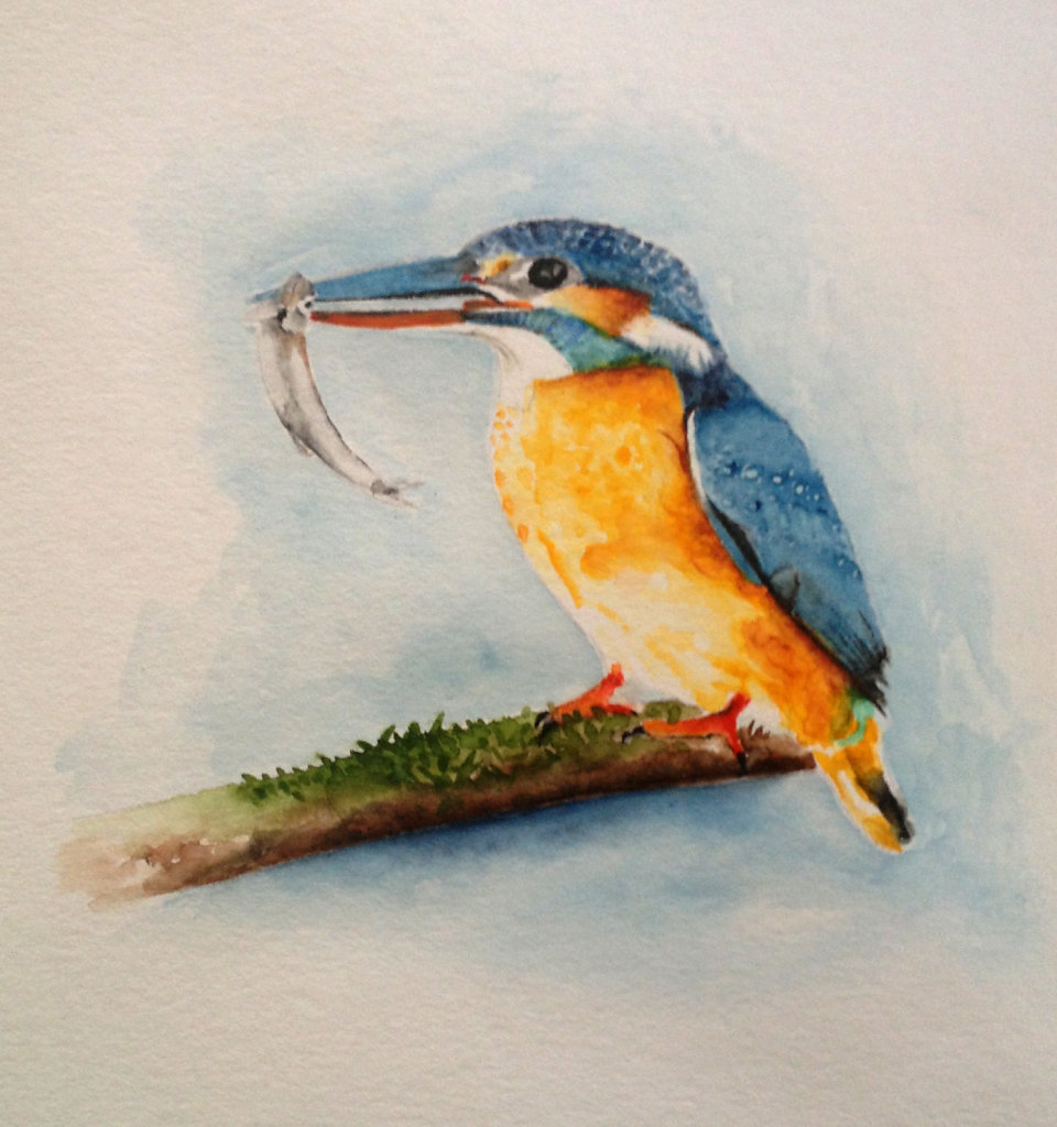 Eisvogel